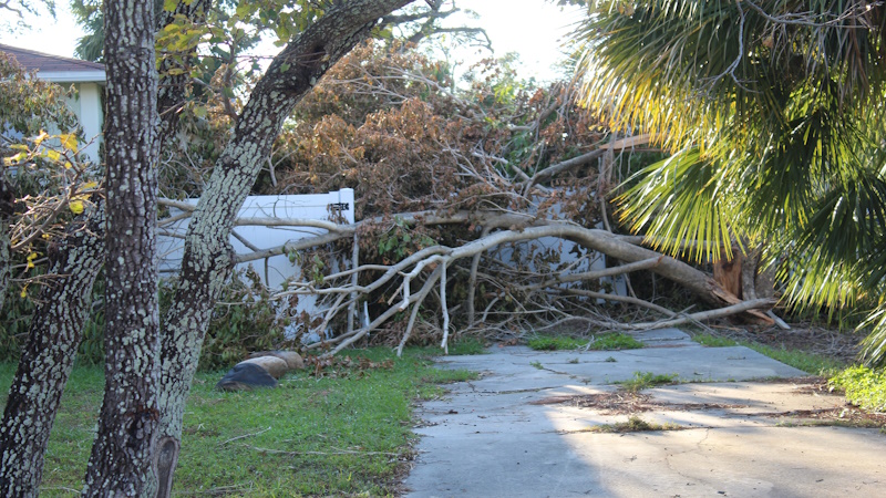 Group Voices: How unconventional childhood survival expertise ready us for hurricane outages