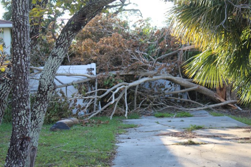 Downed-trees-image-by-Christy-Foust-800.jpg